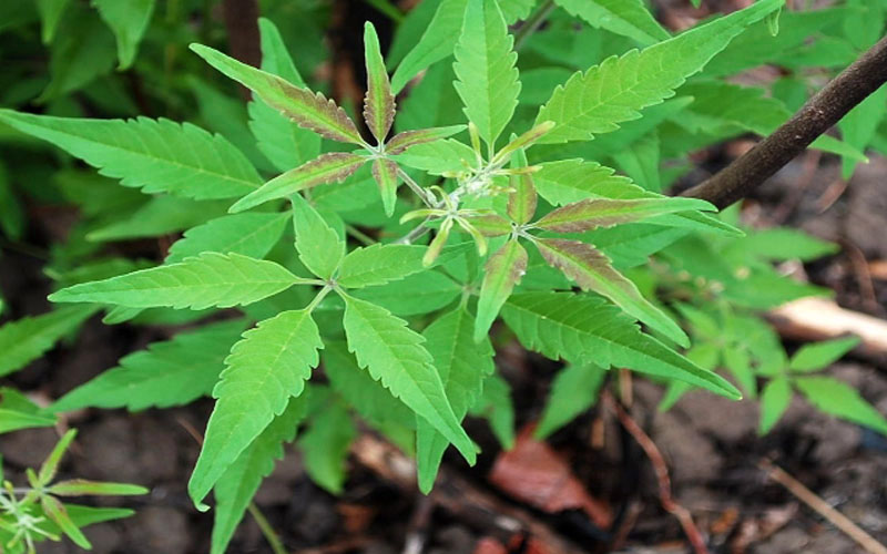 Mga Pangunahing Pakinabang ng Lagundi Bilang Halamang Gamot