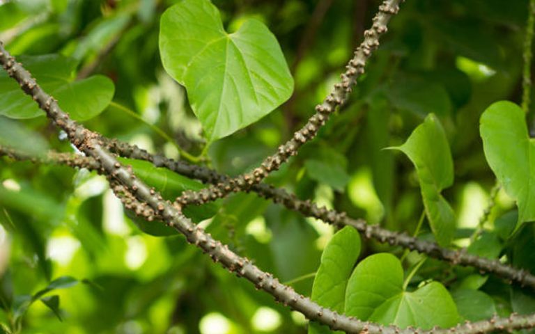 Halamang Gamot na Makabuhay: Mga Pakinabang at Side Effects
