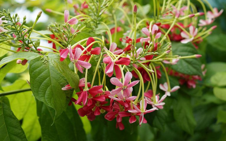 Niyog-niyogan: Mabisang Halamang Gamot ng mga Pinoy