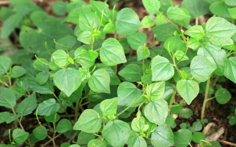 Pansit-pansitan: Mabisang Halamang Gamot sa Pamamaga